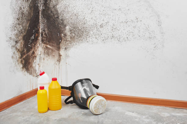 Best White Mold Remediation in Mill Creek East, WA