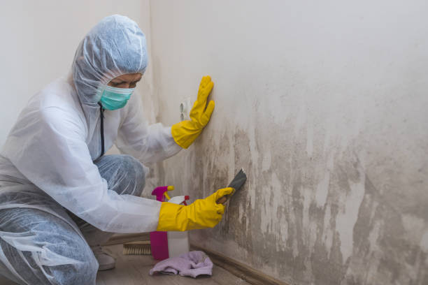 Best Black Mold Remediation in Mill Creek East, WA