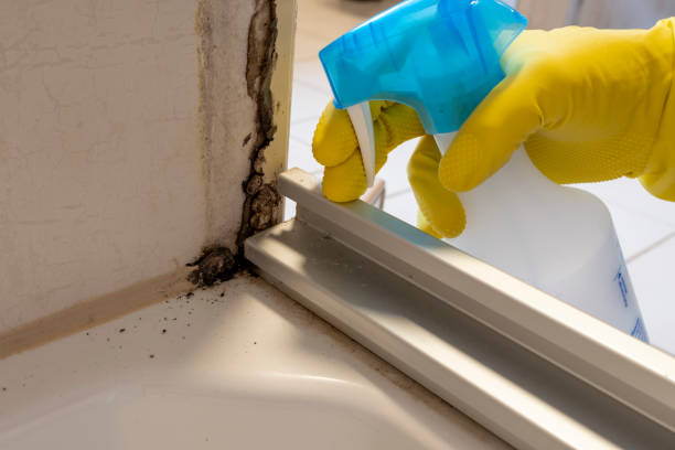 Best Preventive Mold Services in Mill Creek East, WA