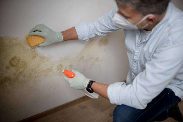 Best Bathroom Mold Remediation in Mill Creek East, WA