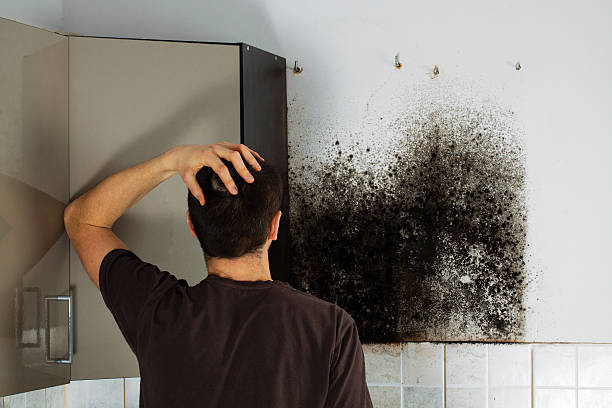 Trusted Mill Creek East, WA Mold Remediation Experts